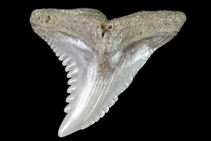 Hemipristis Shark Tooth Fossil - Virginia #91723